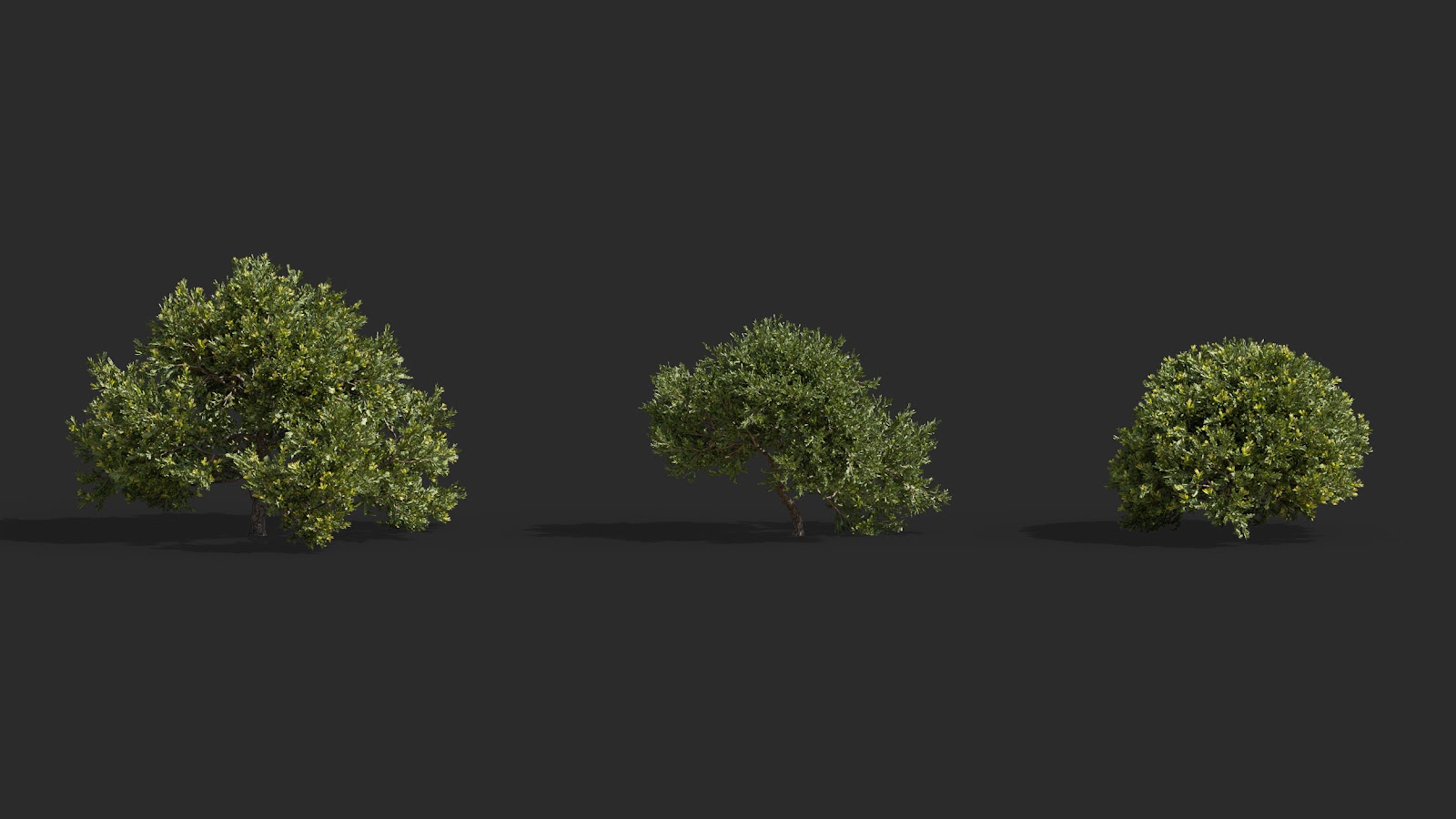 Maxtree - Plant Models Vol.63