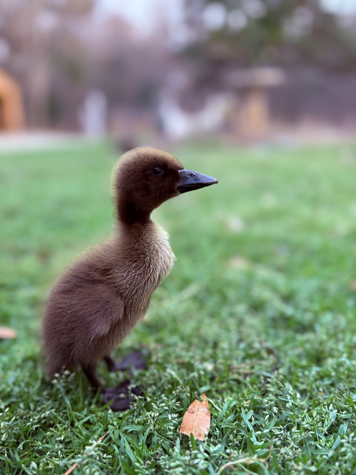 Chocolate Runner Duckling