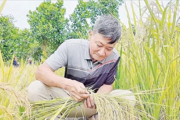 'Nhà khoa học nông dân' tạo giống nếp thơm được cấp bằng bảo hộ giống - Báo Tri thức &amp; Cuộc sống