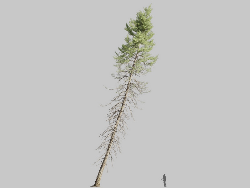Maxtree - Plant Models Vol.126
