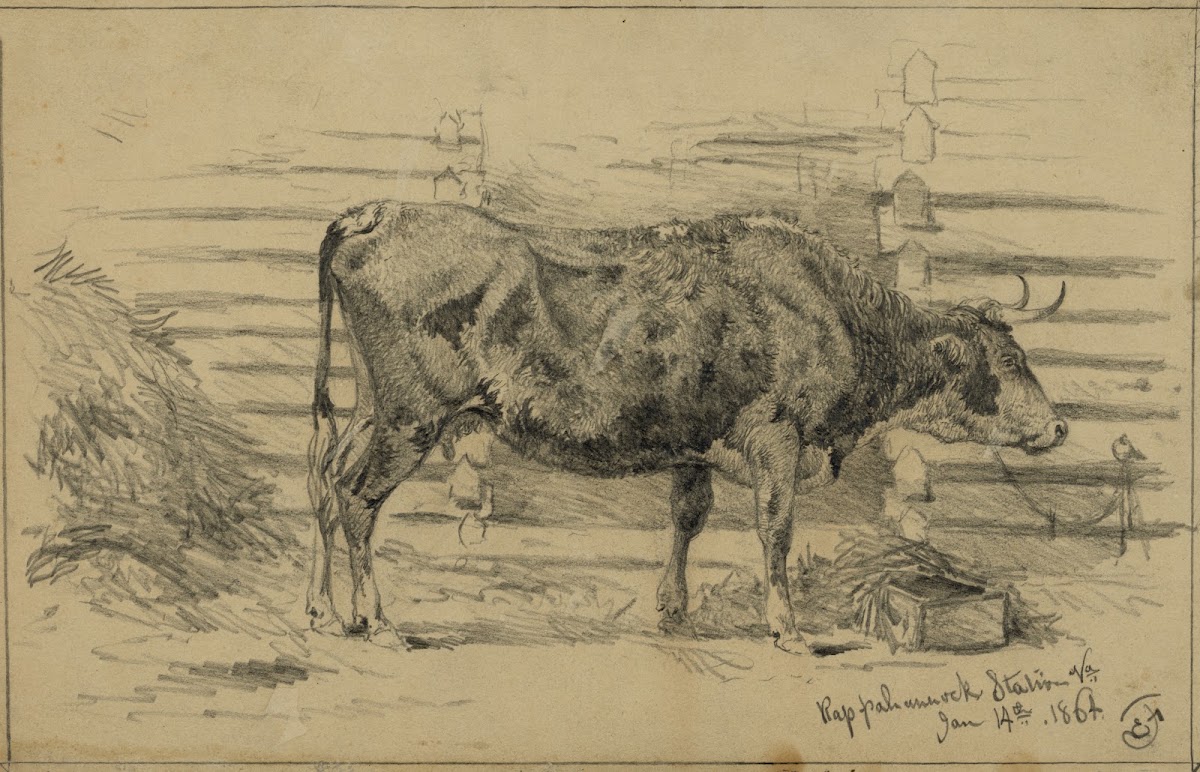 The headquarter cow 1864