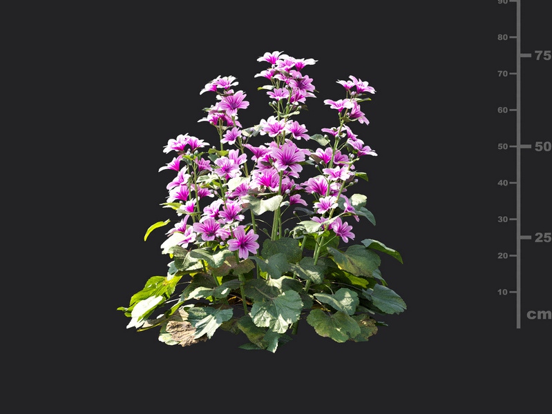 Maxtree - Plant Models Vol.115