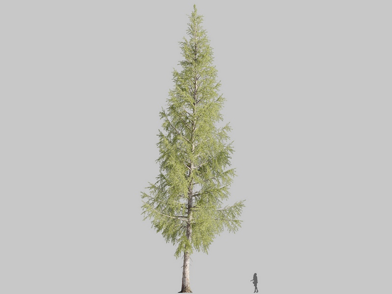 Maxtree - Plant Models Vol.126