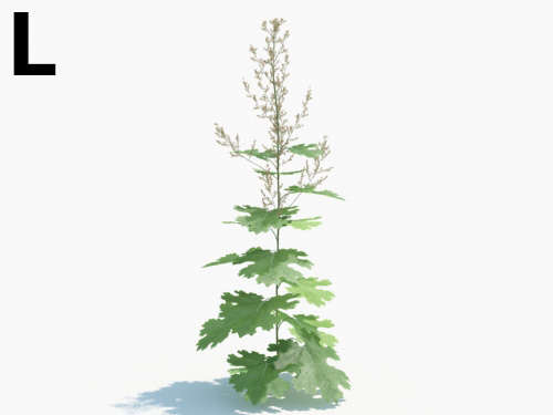 Maxtree - Plant Models Vol.3