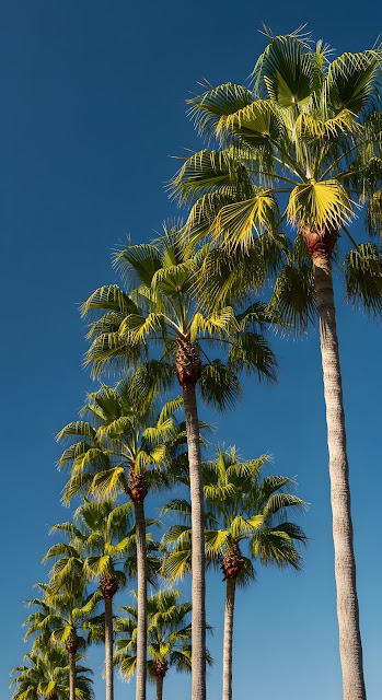 Low-Angle View of Tropical Palm Trees Swaying Against a Bright Blue Sky - Free mobile Wallpaper