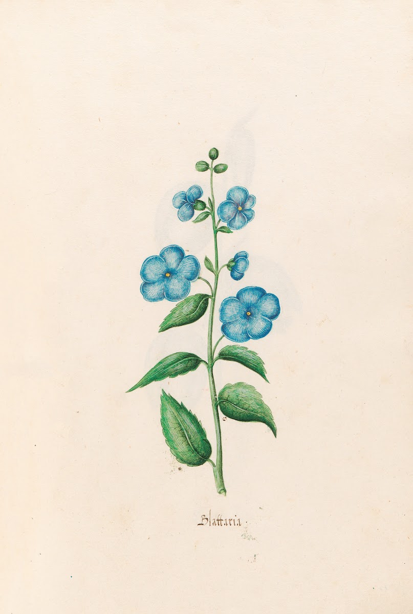 Blattaria 1692
