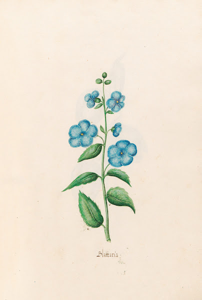 Blattaria 1692