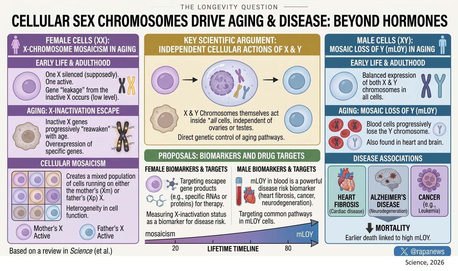 Sex chromosomes drive how bodies deal with cancer, heart health and longevity