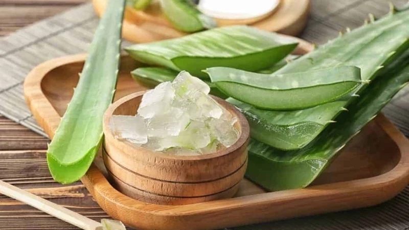 Nha đam cần sơ chế sạch trước khi sử dụng