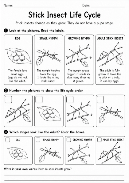 Stick Insect Life Cycle Worksheet