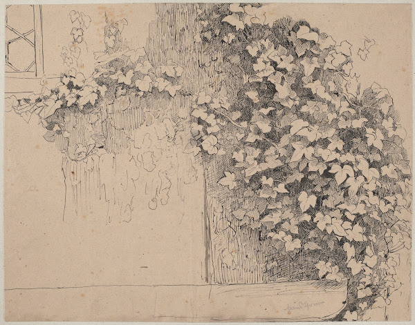 Study of Ivy Climbing Up the Wall 1920