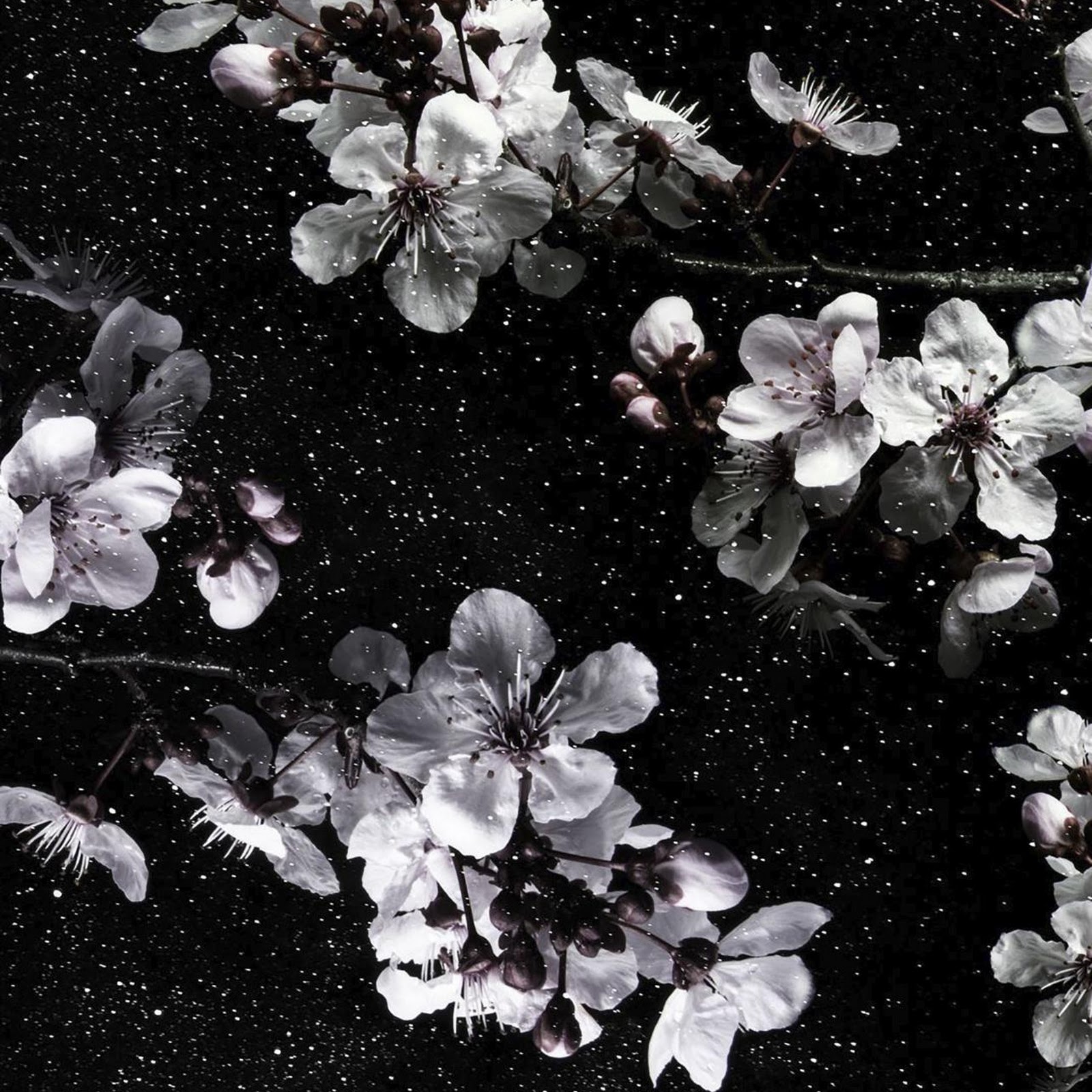 Download White Blossoms On Black Background Full HD iPhone