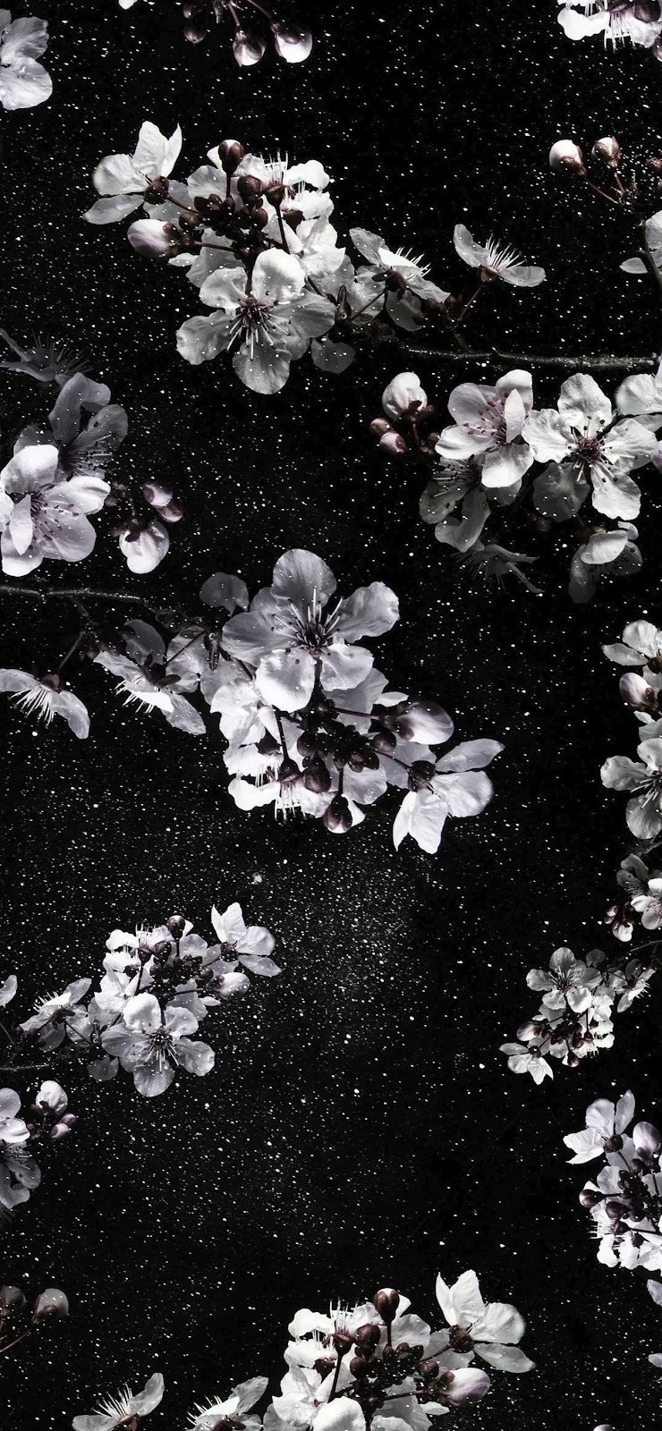 White Blossoms On Black Background - Monochrome Floral Art Full HD iPhone Wallpaper (1284x2778)