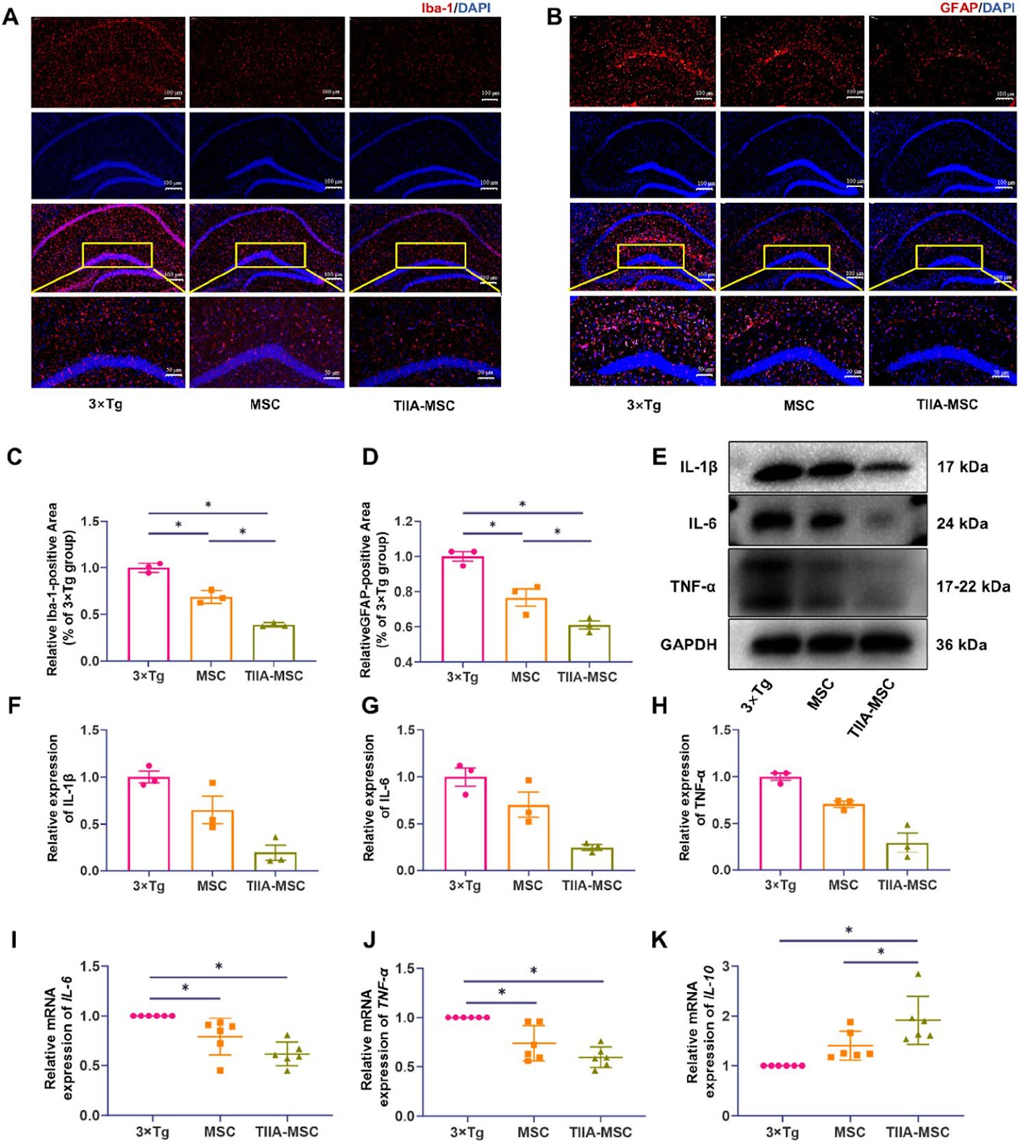 Tanshinone IIA-pretreated mesenchymal stem cells alleviate neuroinflammation in 3×Tg-AD mice via the TREM2/PI3K/Akt pathway
