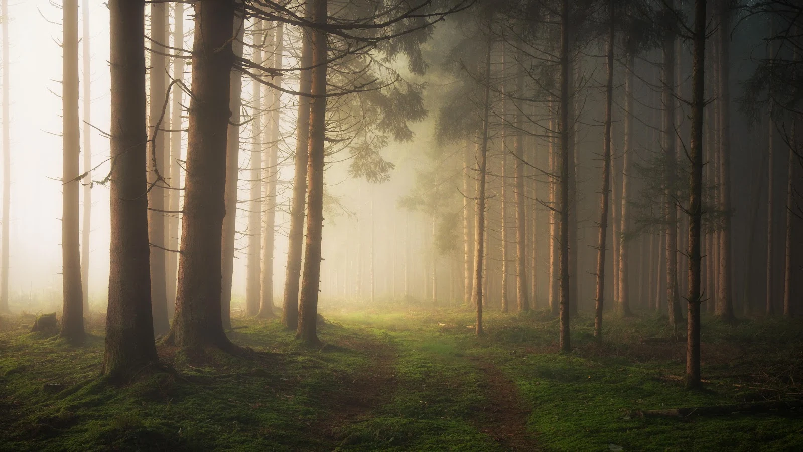Misty Pine Forest Path - Nature Photography 5K Wallpaper (5120x2880)