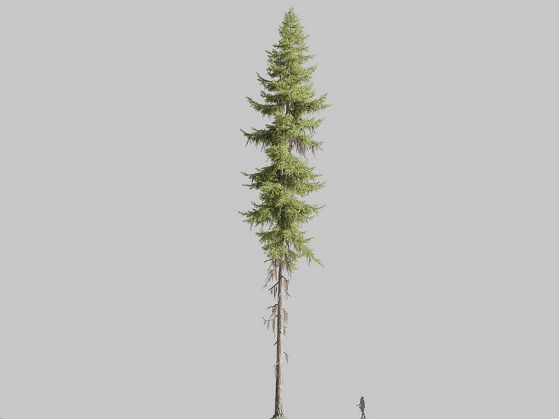 Maxtree - Plant Models Vol.126