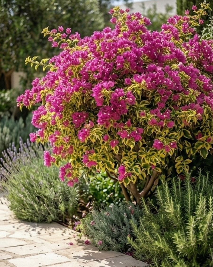 Imported Watermelon Variegated Bougainvillea Plant — view 6