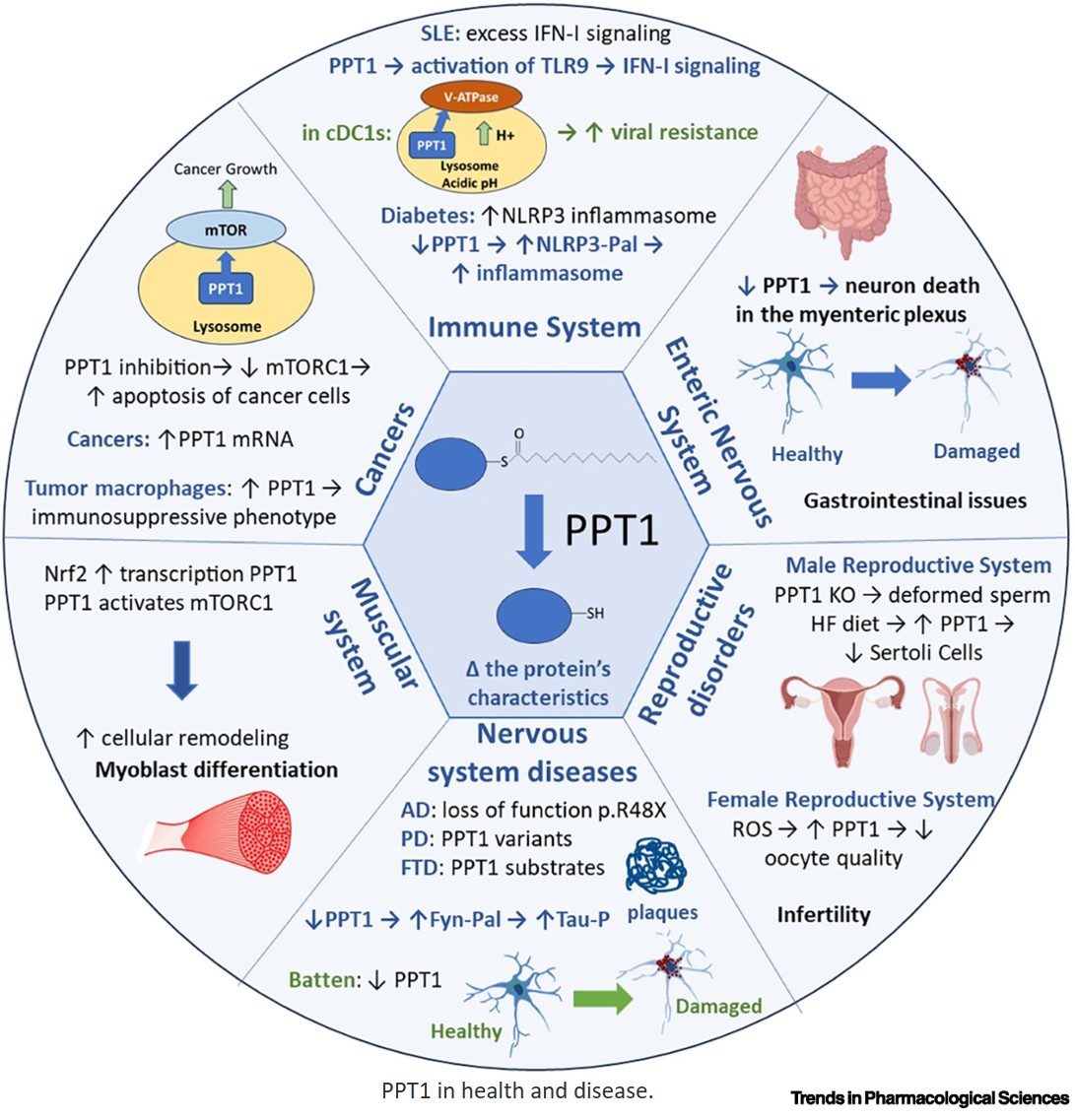 Palmitoyl-protein thioesterase-1 in health and disease