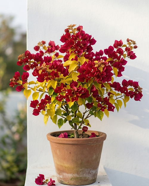 Imported Chitra Moonlight Bougainvillea Plant