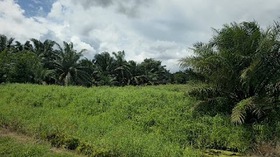 Tanah Pertanian Pontian Johor (Parit Ismail, Mukim Sungai Pinggan) — foto 4/7
