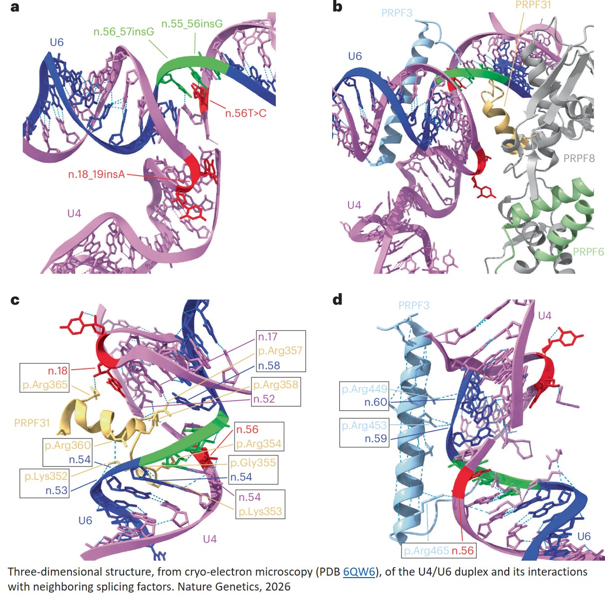 De novo and inherited dominant variants in U4 and U6 snRNA genes cause retinitis pigmentosa
