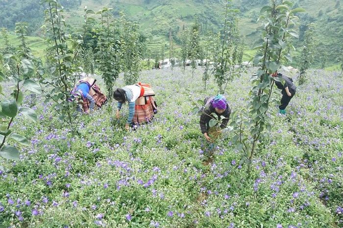 Đa dạng sinh kế nâng cao thu nhập cho người dân - Báo Lào Cai