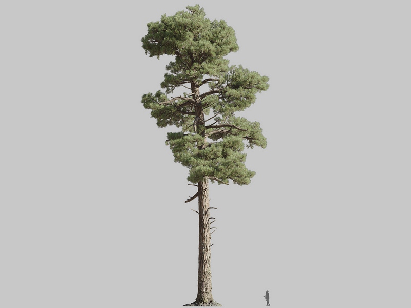 Maxtree - Plant Models Vol.126