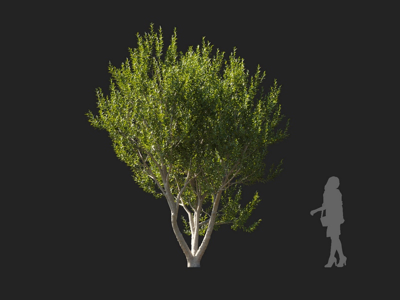 Maxtree - Plant Models Vol.127