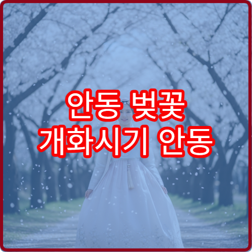 안동 벚꽃 개화시기 안동 벚꽃 절정 예상