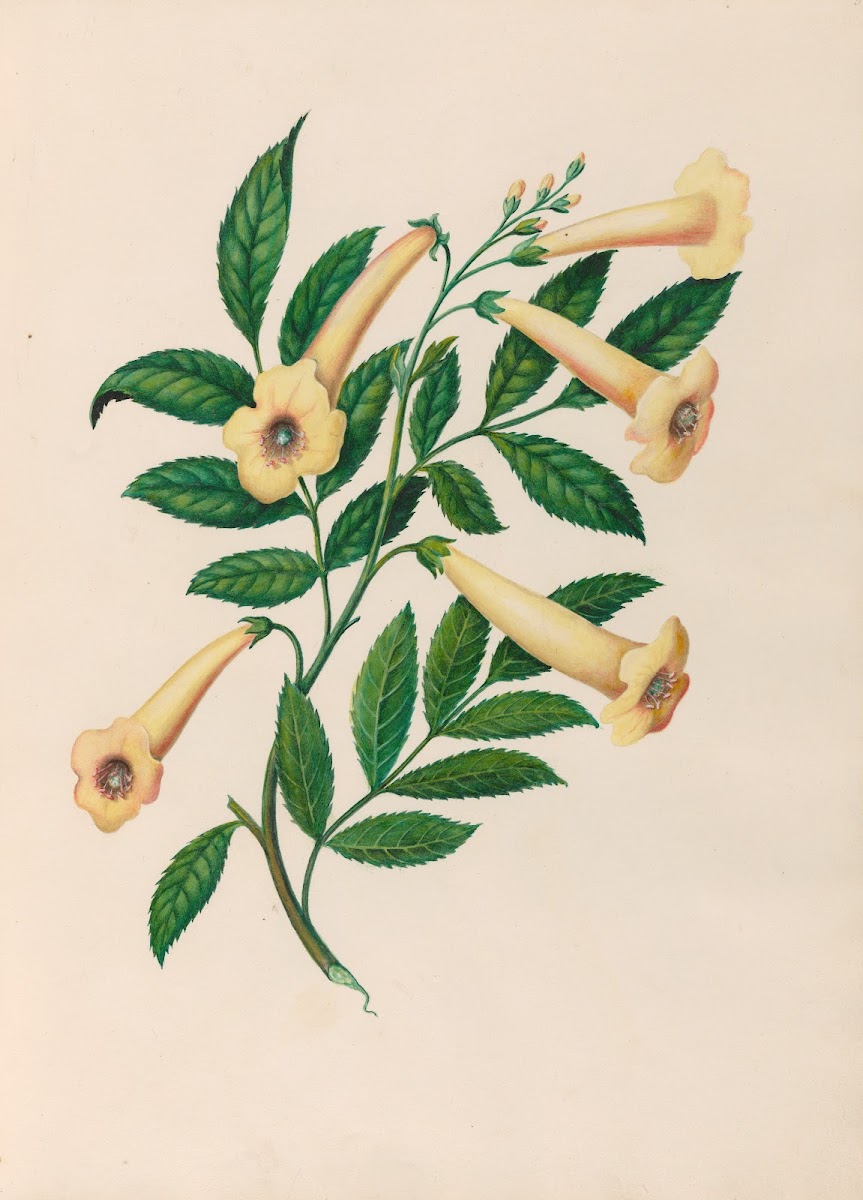 Drawings of tropical flowers and fruits from South America Pl31 1830