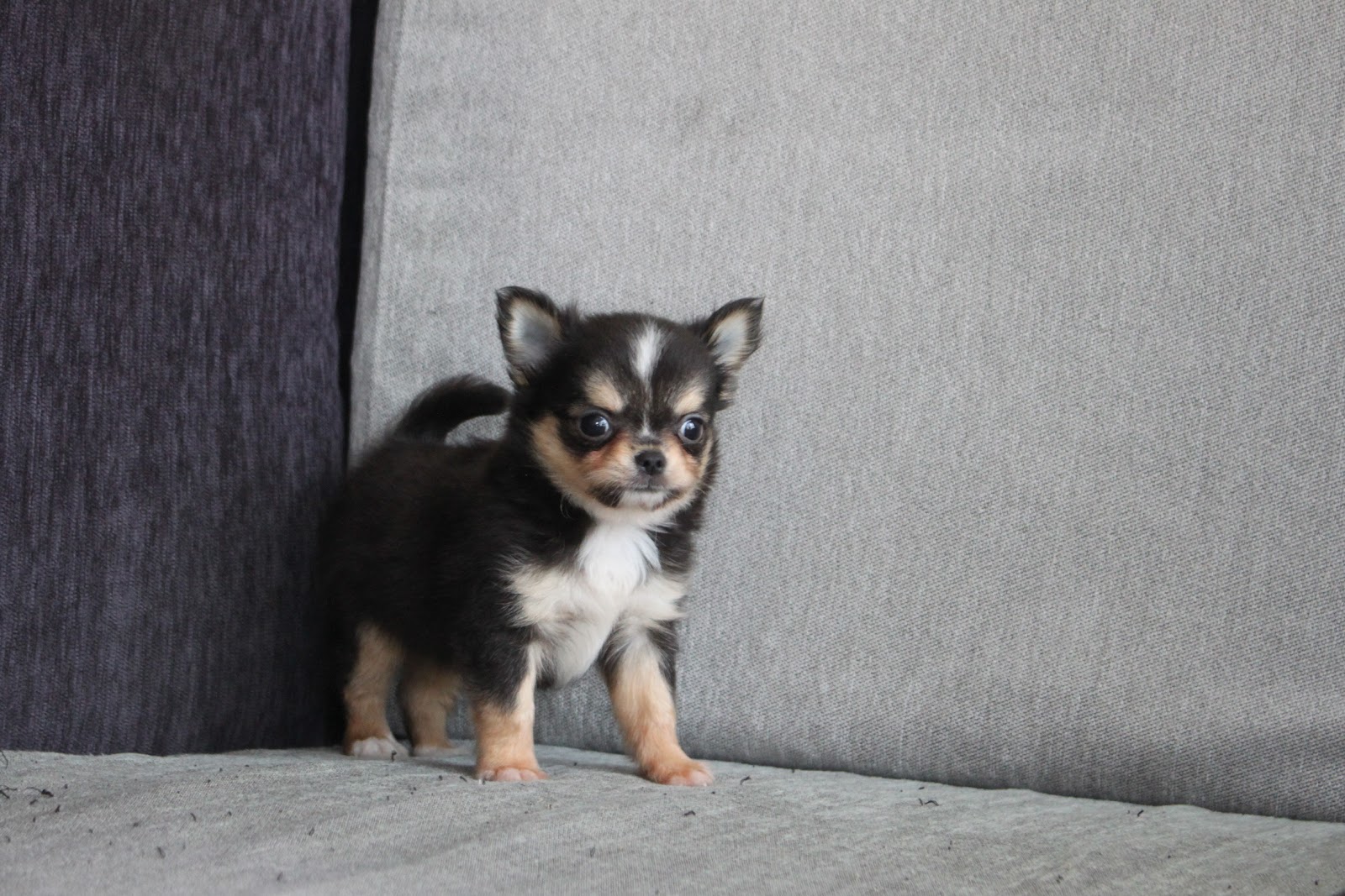 1/25出生 高端優質迷你長毛吉娃娃黑領巾弟弟