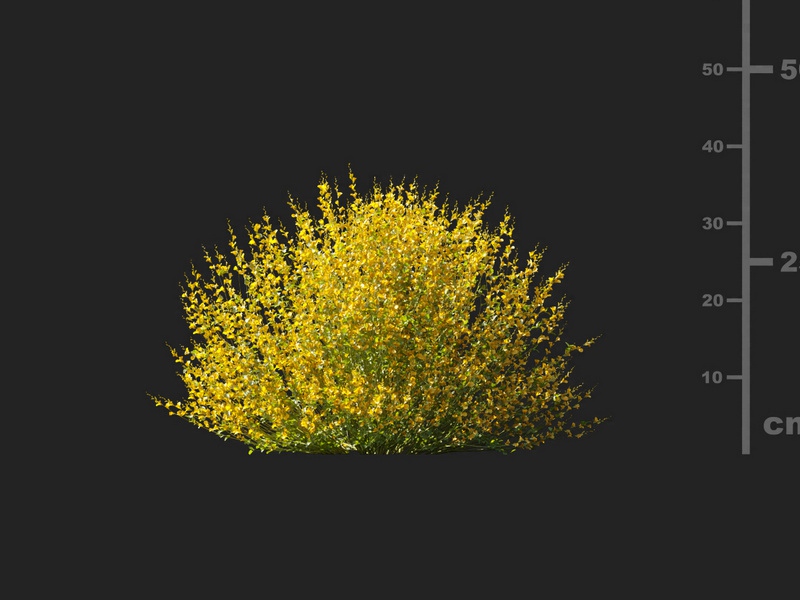 Maxtree - Plant Models Vol.127