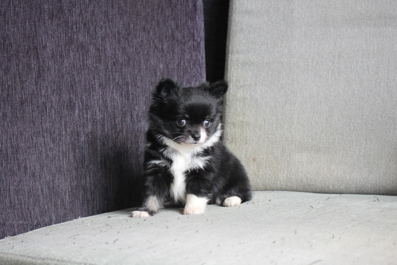 11/3出生 優質迷你長毛吉娃娃黑領巾妹妹