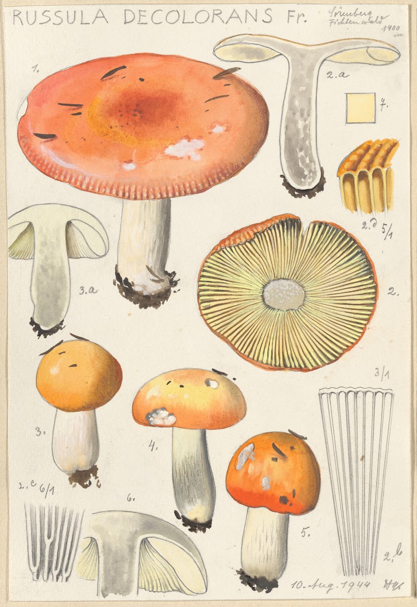 Russula decolorans 1915 1945