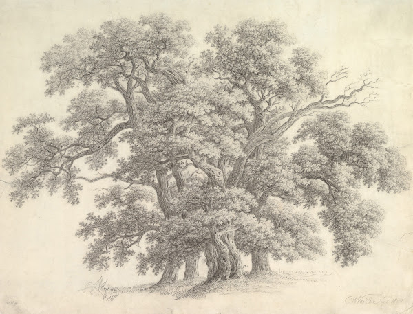 Study of Oak Trees 1800
