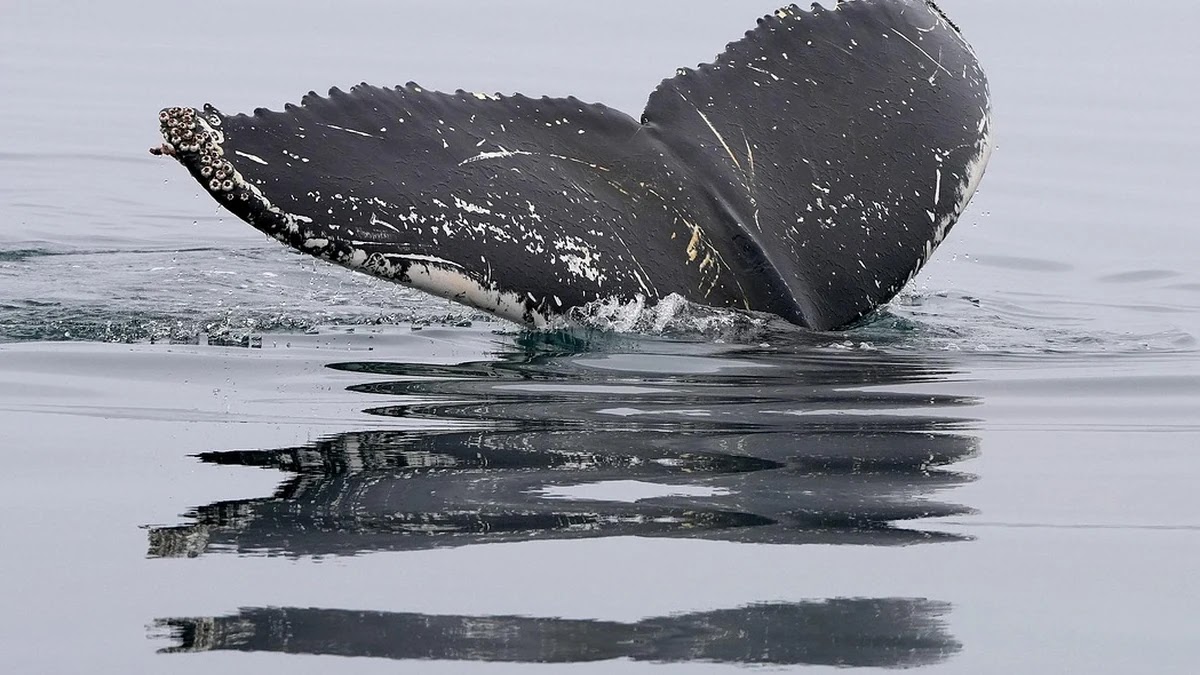 속담 고래 싸움에 새우 등 터진다의 심리학적 배경과 사회적 의미