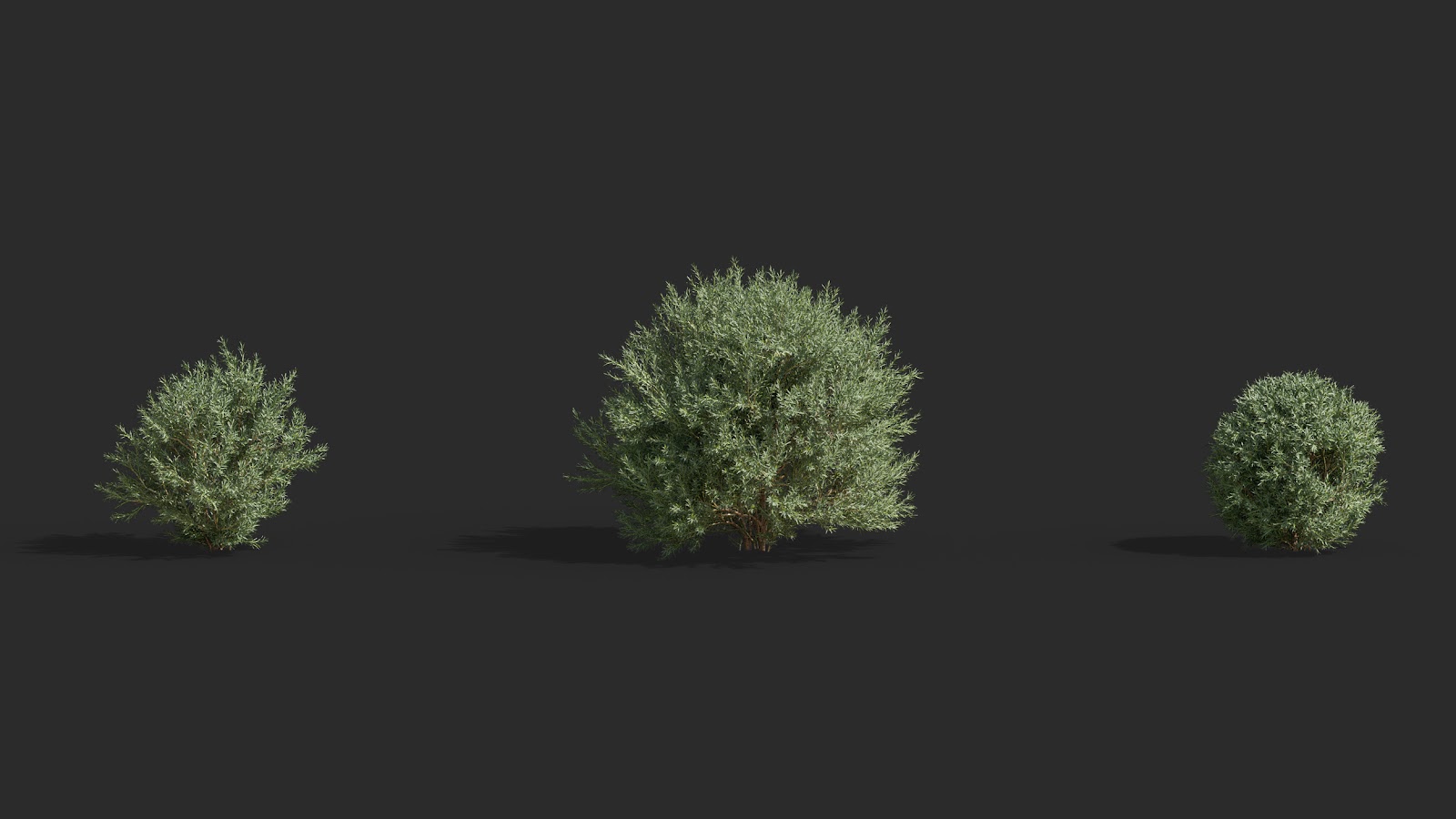 Maxtree - Plant Models Vol.63