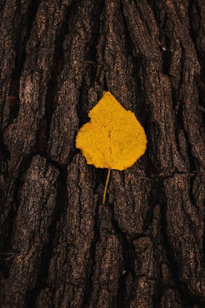Autumn Leaf Picture