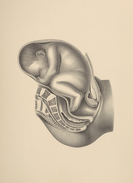 Mechanism of Natural Labor in the various Positions of the Pelvic ExtremityThird