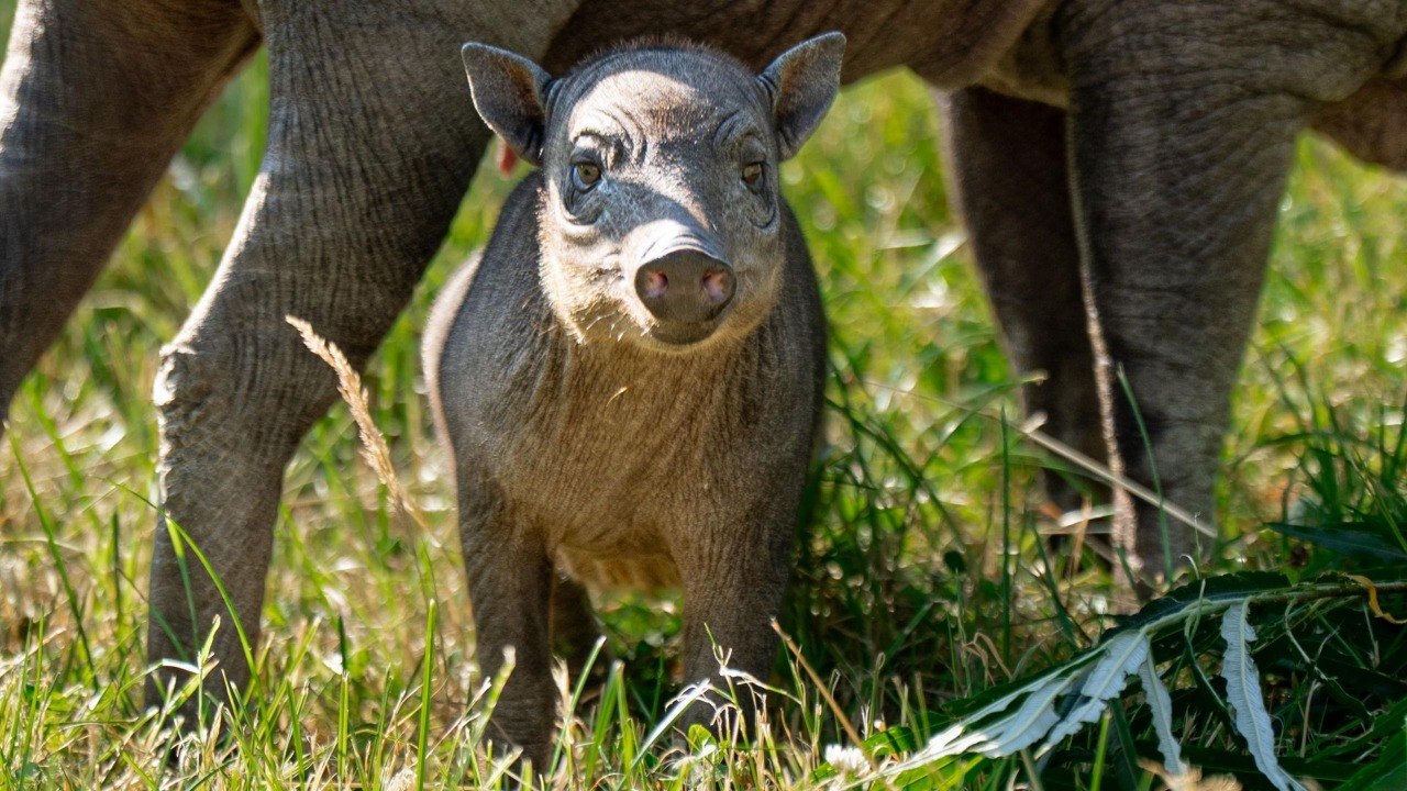 Rare Babirusa Piglet Rana Born at Chester Zoo Amid Extinction Fears