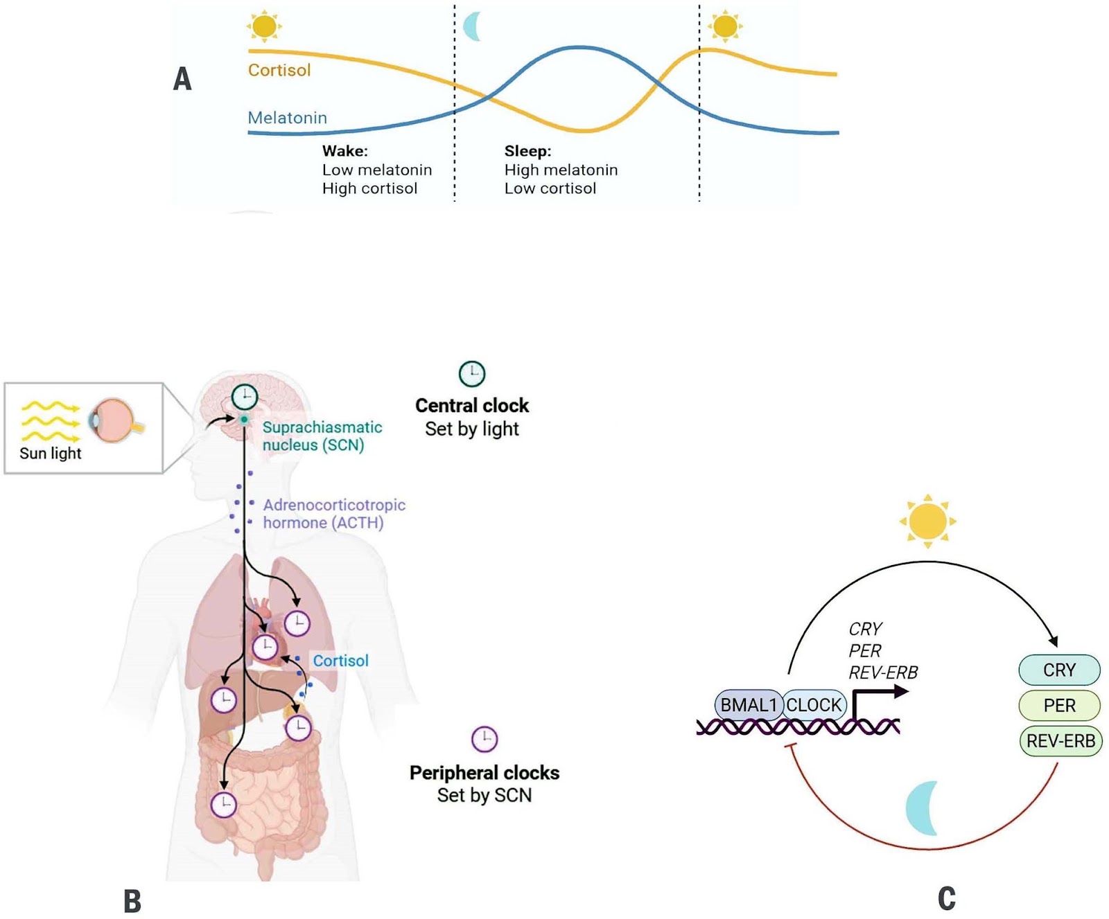 A review of the circadian regulation of stem cells: harnessing the internal body clock for enhanced regenerative therapies