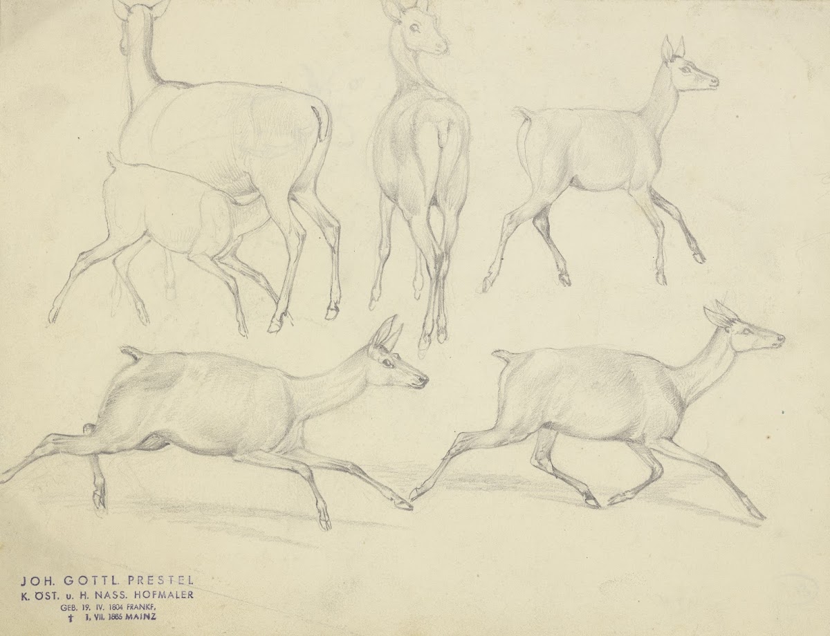 Study sheet Chamois