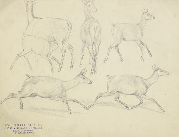 Study sheet Chamois