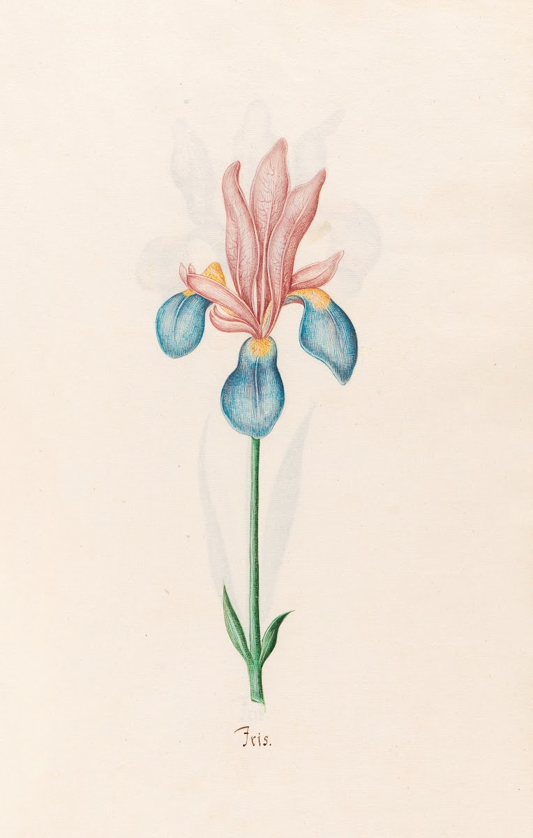Iris 1692