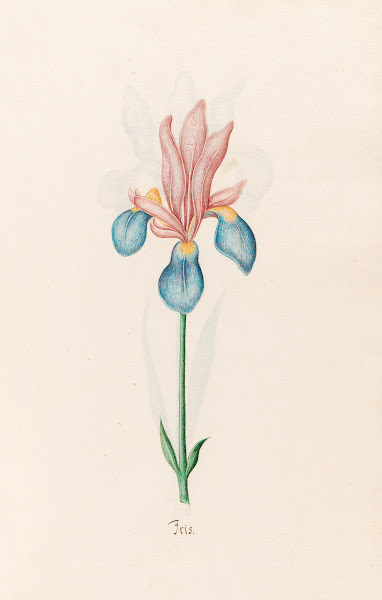 Iris 1692
