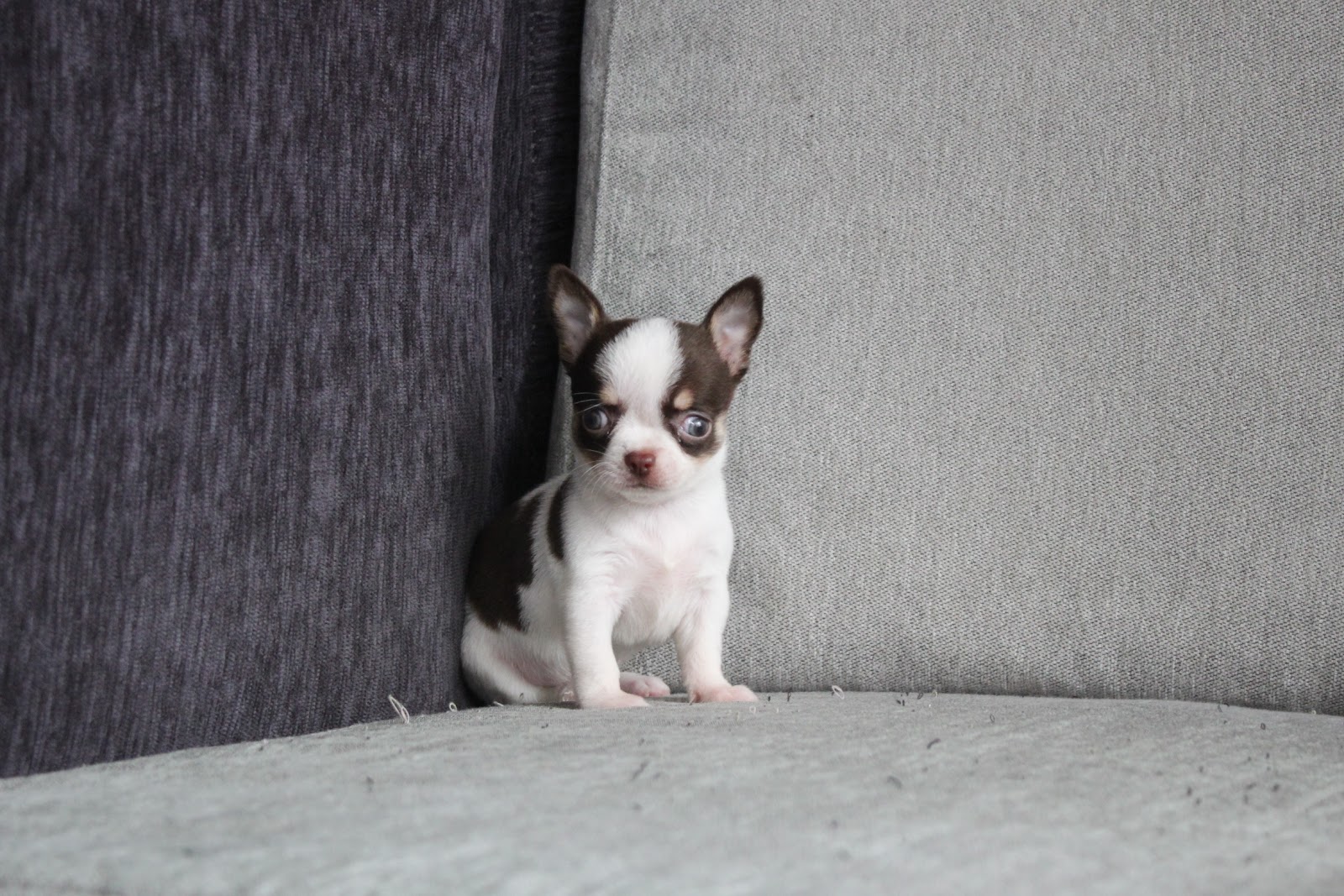 1/20出生 高端優質迷你短毛吉娃娃巧克力白花妹妹