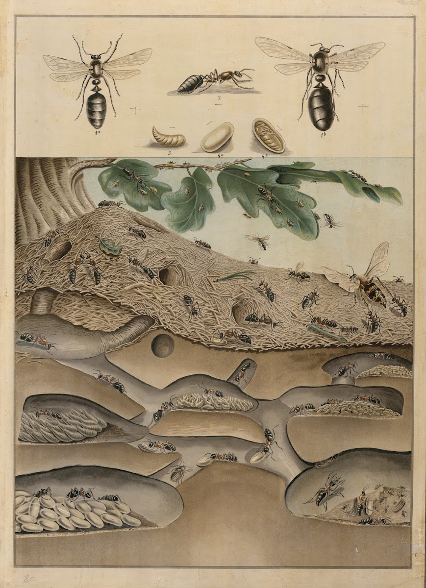 Anthill 1895
