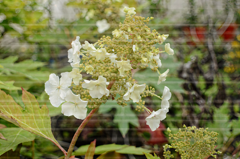 Hydrangea quercifolia 'Ice Crystal' con fiori bianchi in un giardino estivo