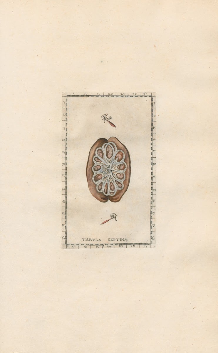 Bartholomaei Eustachii anatomici summi Romanae archetypae tabulae anatomicae nov