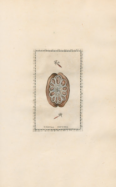 Bartholomaei Eustachii anatomici summi Romanae archetypae tabulae anatomicae nov